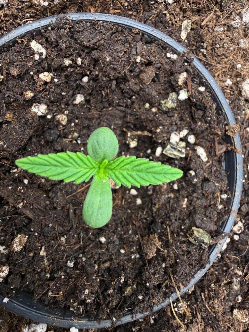 runtz auto ice frozen. Week 1