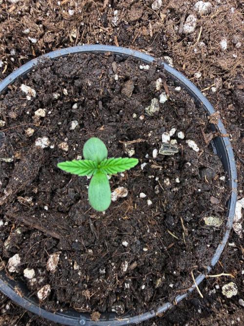 runtz auto ice frozen. Week 1