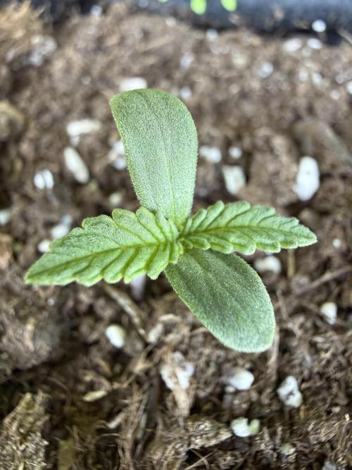 Northern lights auto Spirit Seeds. Week 1 - Esta bien?!
Looks good?!