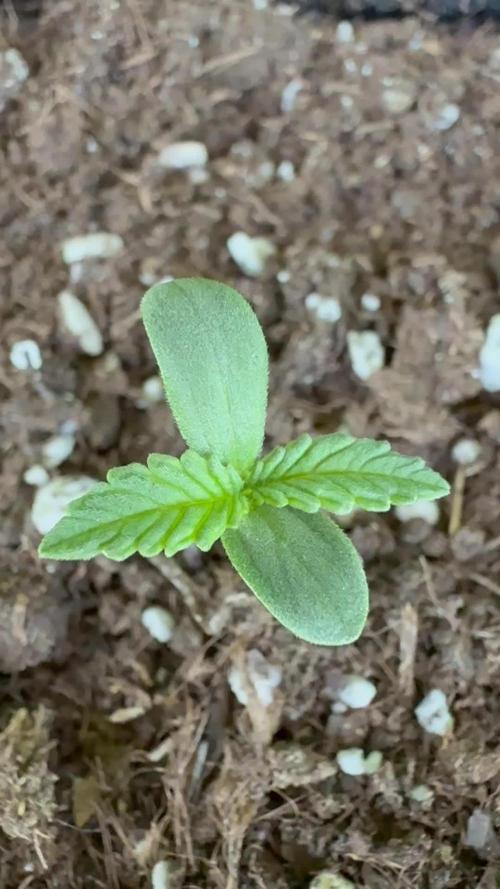 Northern lights auto Spirit Seeds