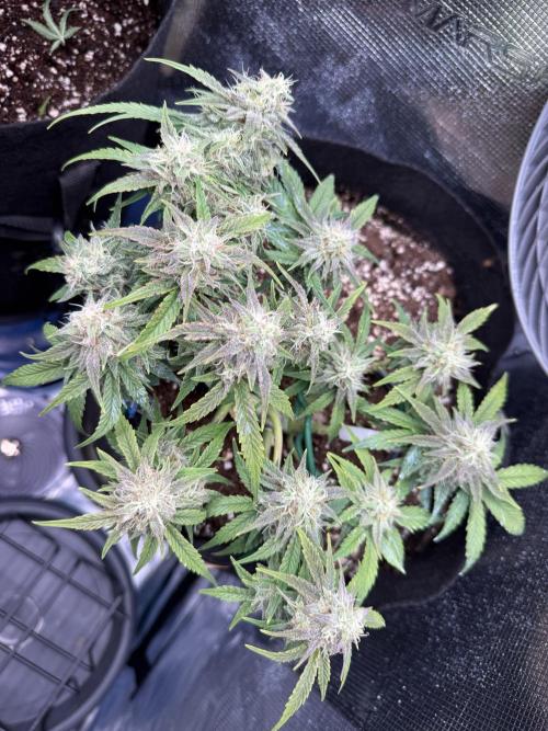 Runtz Auto. Week 7