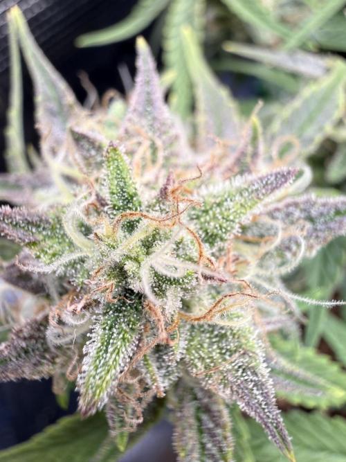 runtz auto ice frozen. Week 8