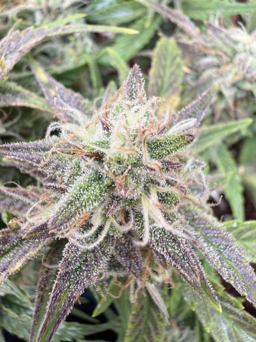 runtz auto ice frozen. Week 8