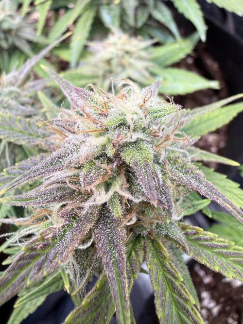 runtz auto ice frozen. Week 8
