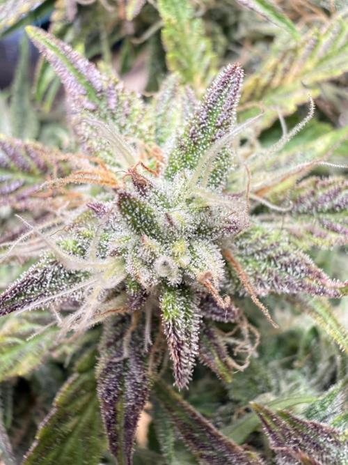 runtz auto ice frozen. Week 8