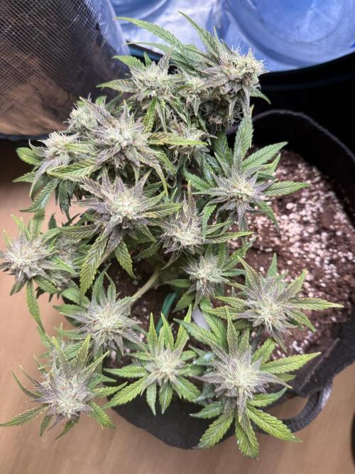 Runtz Auto. Week 8