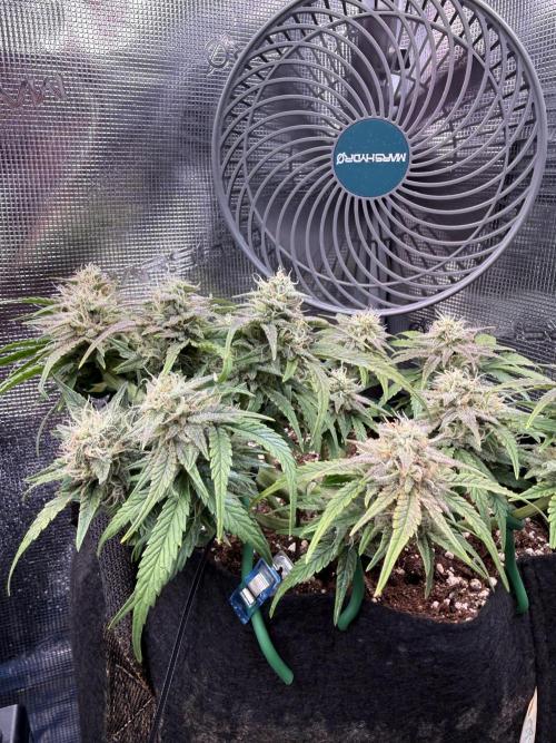 runtz auto ice frozen. Week 6 - 48