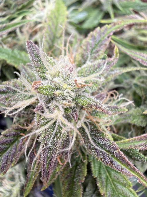 Runtz Auto. Week 6