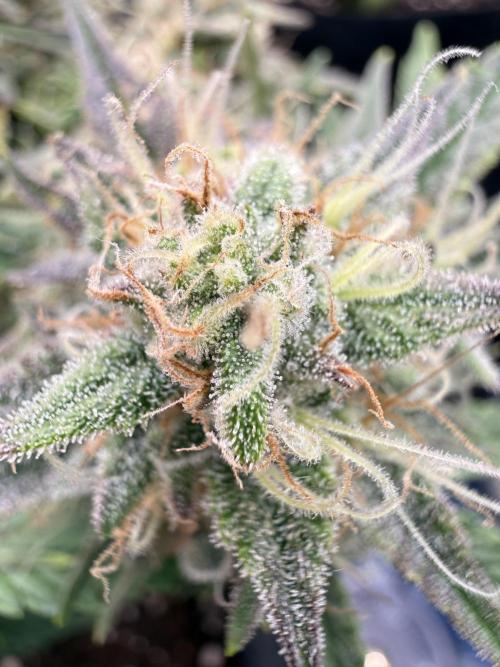 runtz auto ice frozen. Week 7