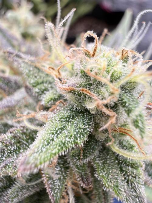 runtz auto ice frozen. Week 7