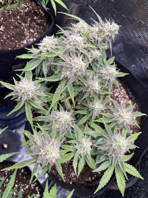runtz auto ice frozen. Week 7