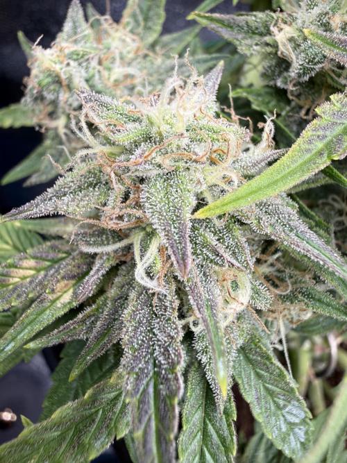 runtz auto ice frozen. Week 7