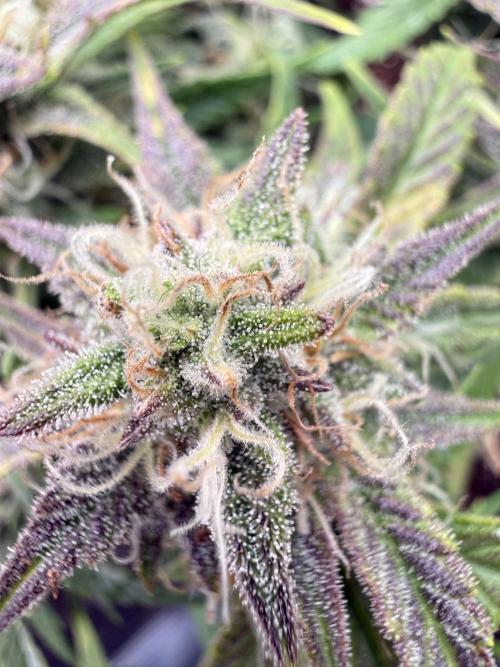 runtz auto ice frozen. Week 7