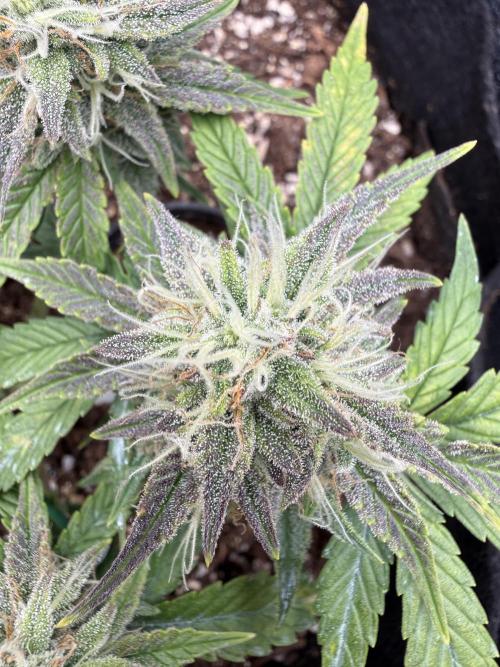 runtz auto ice frozen. Week 7