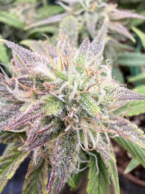 runtz auto ice frozen. Week 7