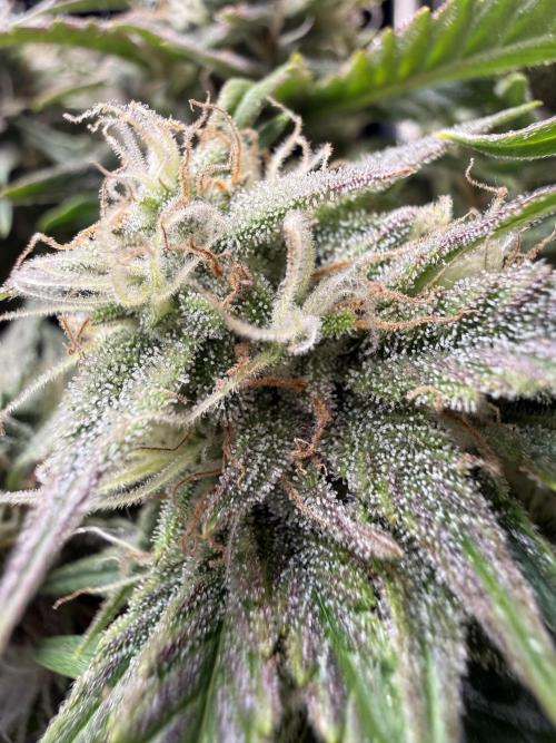 runtz auto ice frozen. Week 7