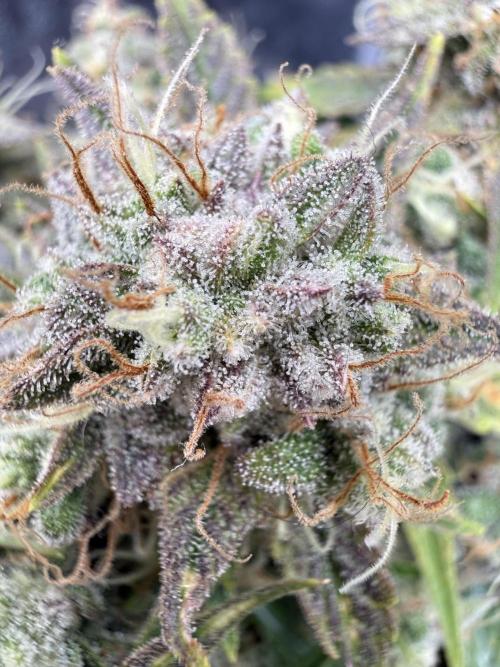 runtz auto ice frozen. Week 9