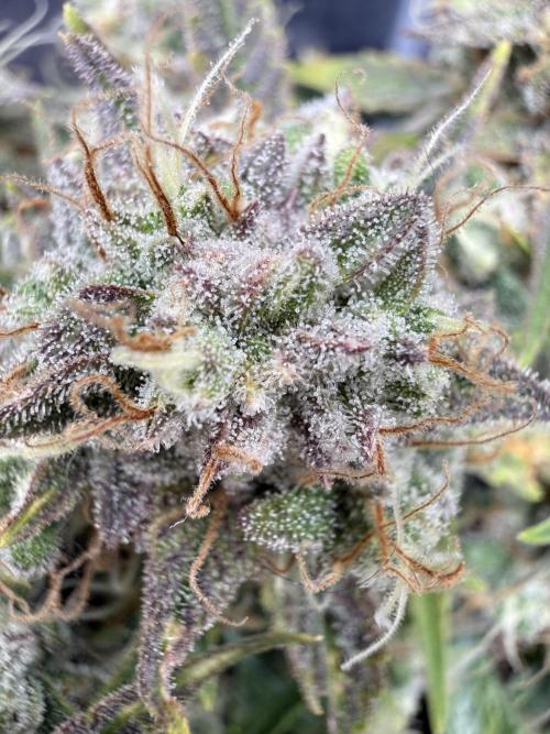 runtz auto ice frozen. Week 9