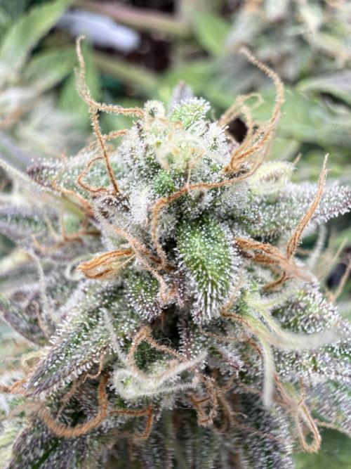 runtz auto ice frozen. Week 9