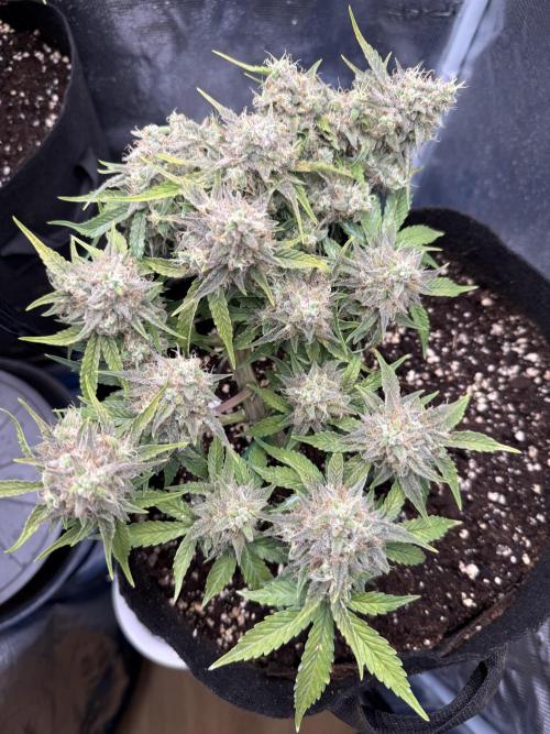 runtz auto ice frozen. Week 9