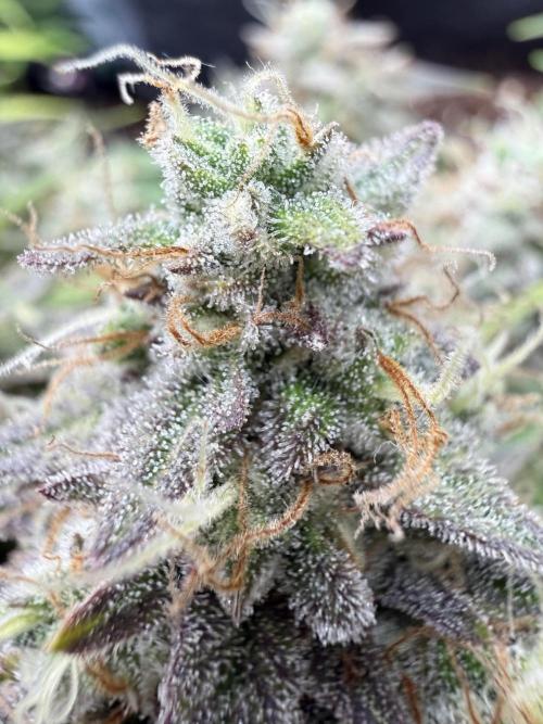 runtz auto ice frozen. Week 9