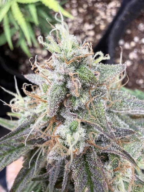 runtz auto ice frozen. Week 9