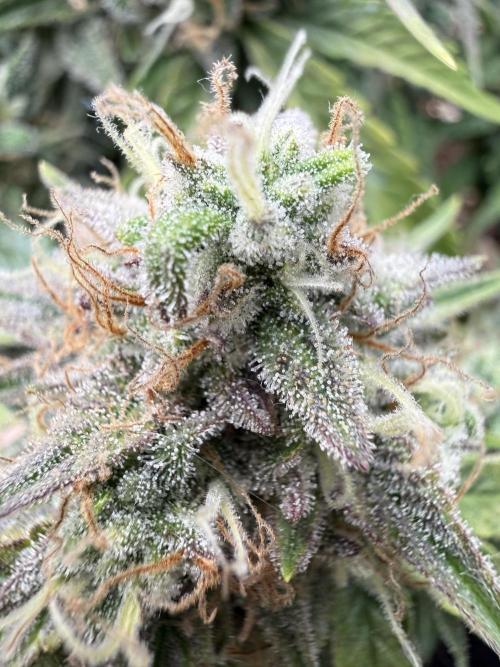 runtz auto ice frozen. Week 9
