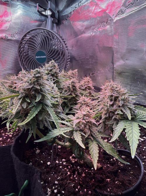 runtz auto ice frozen. Week 9