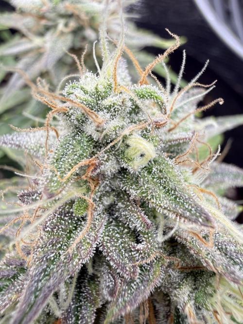 runtz auto ice frozen. Week 9