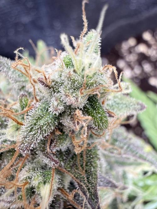 runtz auto ice frozen. Week 9