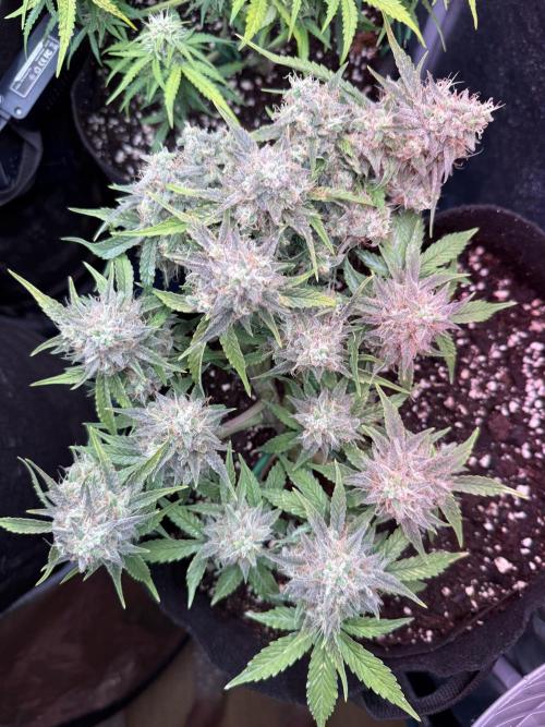 runtz auto ice frozen. Week 9