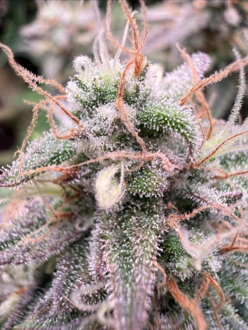 runtz auto ice frozen. Week 9