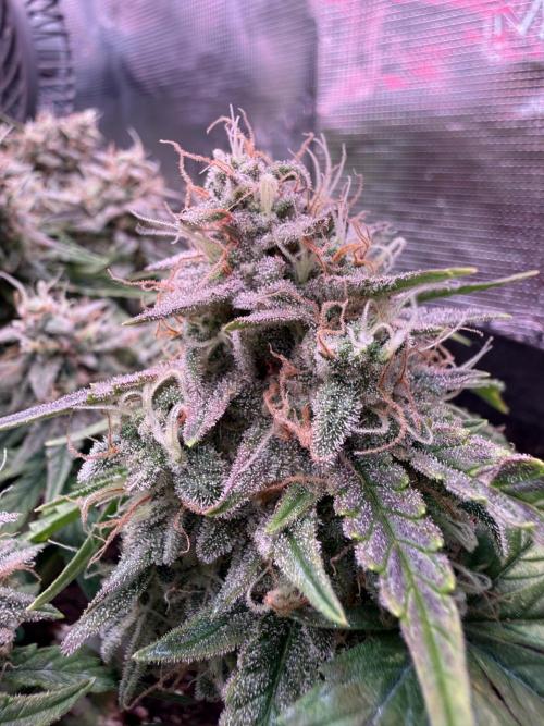 runtz auto ice frozen. Week 9