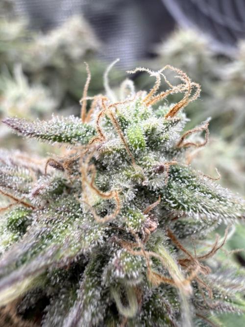 runtz auto ice frozen. Week 9