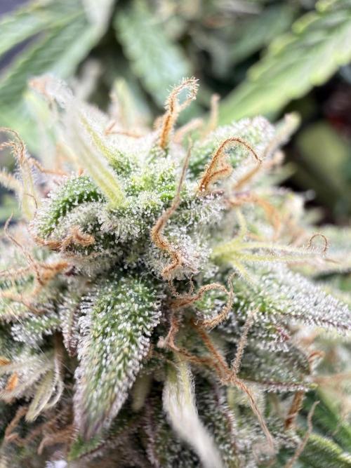 runtz auto ice frozen. Week 9