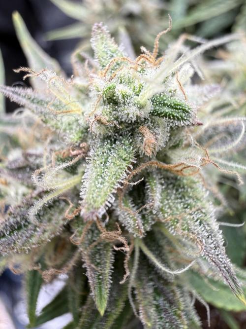 runtz auto ice frozen. Week 9