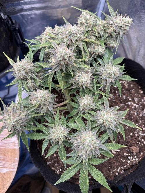 runtz auto ice frozen. Week 9