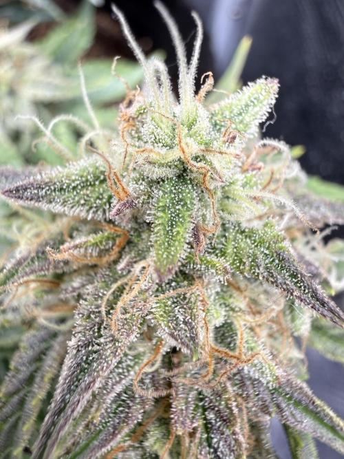 runtz auto ice frozen. Week 9