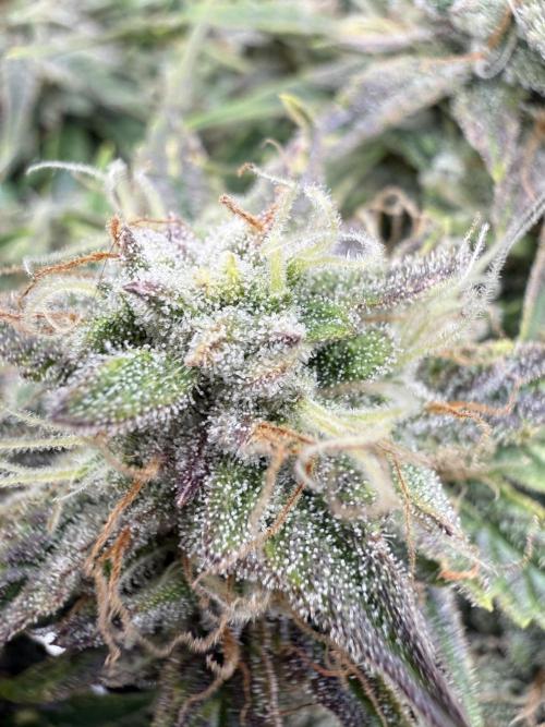 runtz auto ice frozen. Week 9