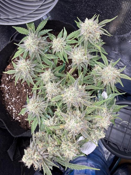 Runtz Auto. Week 9