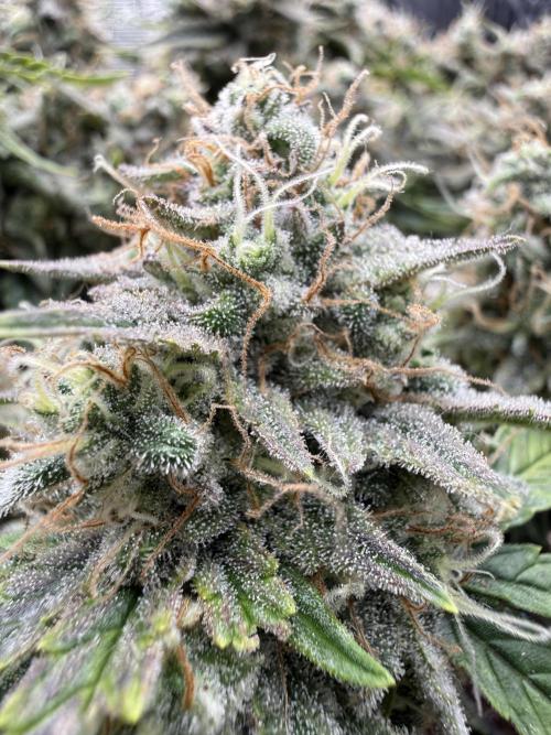 Runtz Auto. Week 10