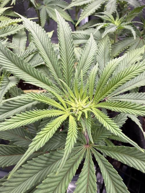 Primera fotopereodica GG4#. Week 10 - Mi primera chicitita hermosa