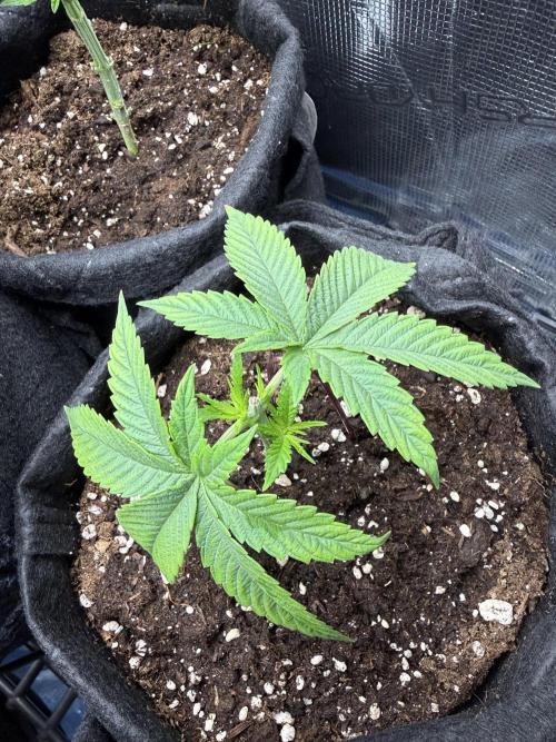 White Russian Runtz). Week 4 - 23