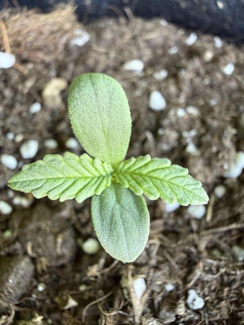 Northern lights auto Spirit Seeds. Week 1 - No se parece que se sufre de 10/2 al principio