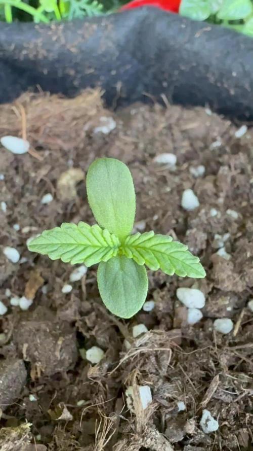 Northern lights auto Spirit Seeds