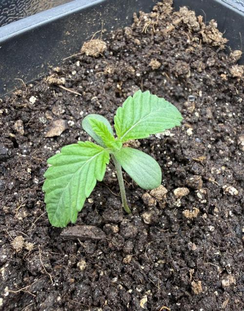 Lemon Cherry Gelato. Week 1