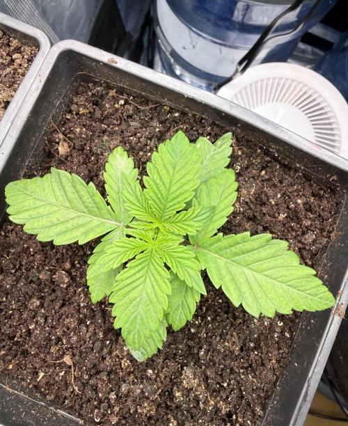 Lemon Cherry Gelato. Week 3