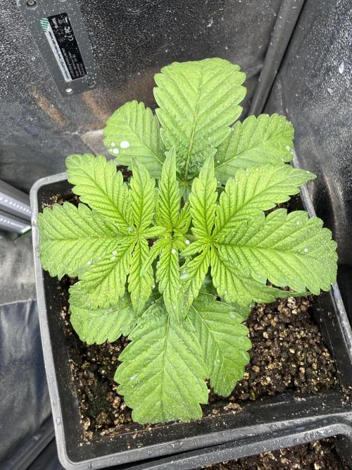 Lemon Cherry Gelato. Week 4