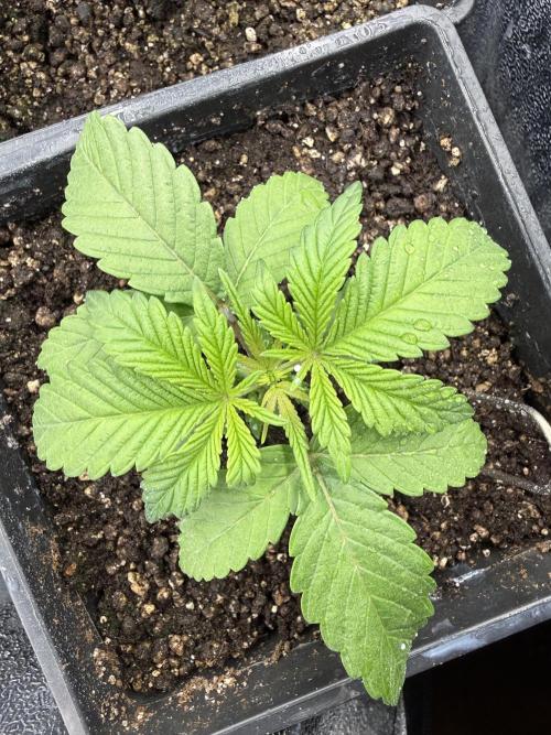 White Runtz. Week 2