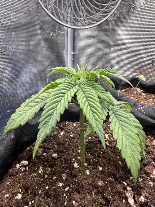 White Runtz. Week 4